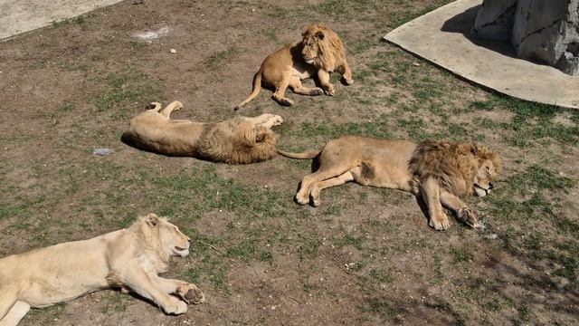 С таким отрядом вожаку можно будет править в саванне! Lions in Crimea смотреть онлайн