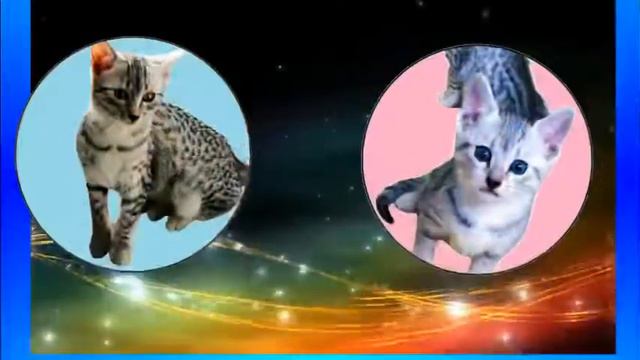 Котята породы «Египетская Мау». смотреть онлайн