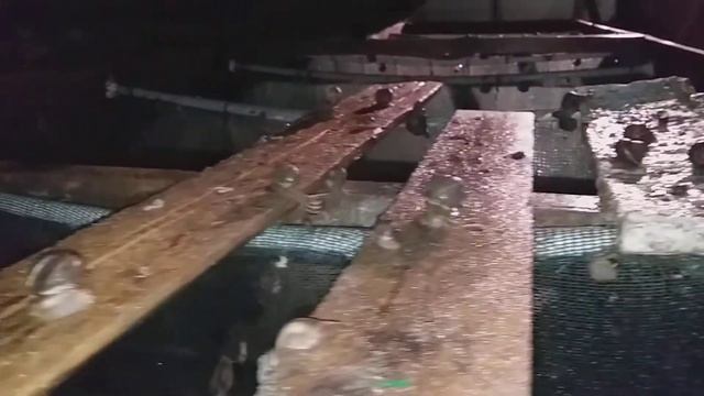 Когда улитки откладывают яйца(икру)? личные наблюдения. смотреть онлайн