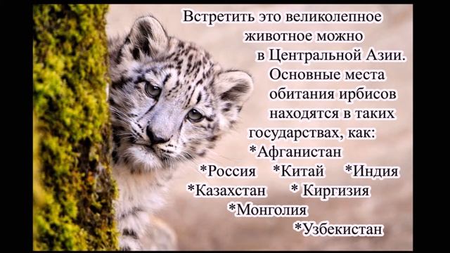 Доклад, сообщение о животном из красной книги России. смотреть онлайн