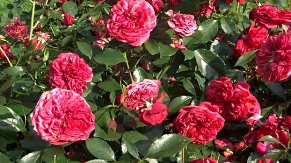 Rosa ´Out of Rosenheim´