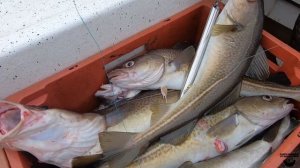 ТРЕСКА В БАРЕНЦЕВОМ МОРЕ / УРА ГУБА отличная рыбалка.