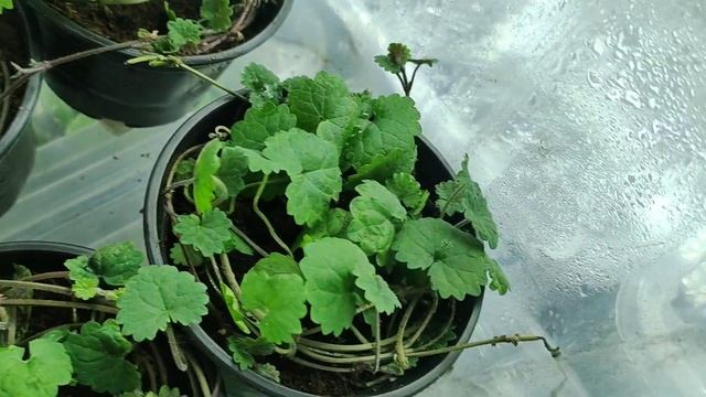Супер ампельное растение для сада Как сохранить будру плющелистную в зиму. Черенкование будры. смотреть онлайн