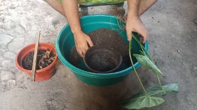 How to propagate Alocasia Frydek смотреть онлайн