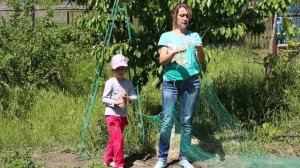 1ч. Как спасти защитить черешню от скворцов и др. птиц (простой и эффективный способ)