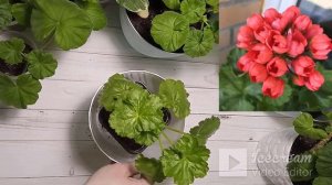 Как ухаживать за тюльпановидной пеларгонией