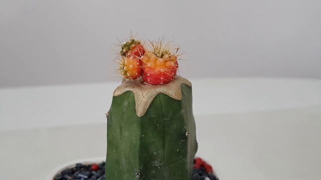 How to depup cactus - Grafted Gymnocalycium Damsii смотреть онлайн