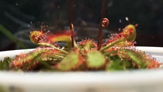 Drosera Capillaris Timelapse Feeding 2021 смотреть онлайн