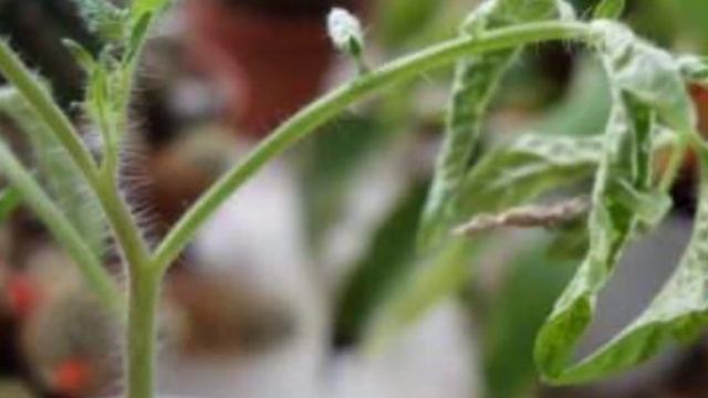 Что делать если скручиваются листья у томатов. Причины и как исправить