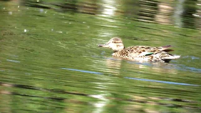 ЧИРОК-СВИСТУНОК, Дикие Утки, Common Teal смотреть онлайн