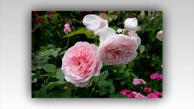 Gartentraume Rose смотреть онлайн