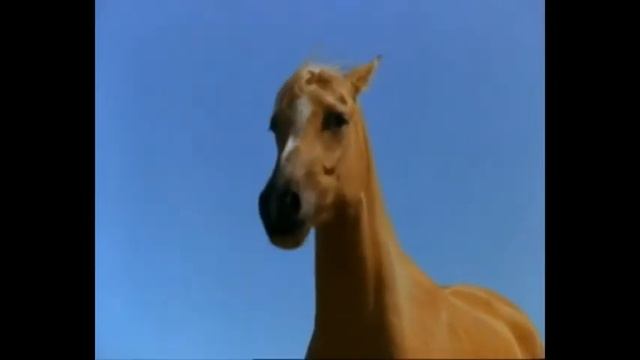 спирит душа прерий по новому часть 1.