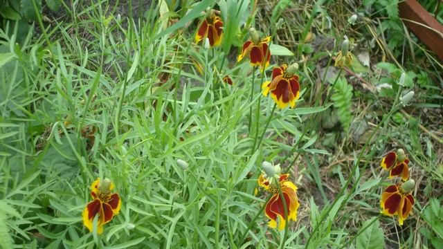 Цветок Ратибида Сомбреро Седек смотреть онлайн