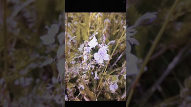 На день рождения ♥️ смотреть онлайн