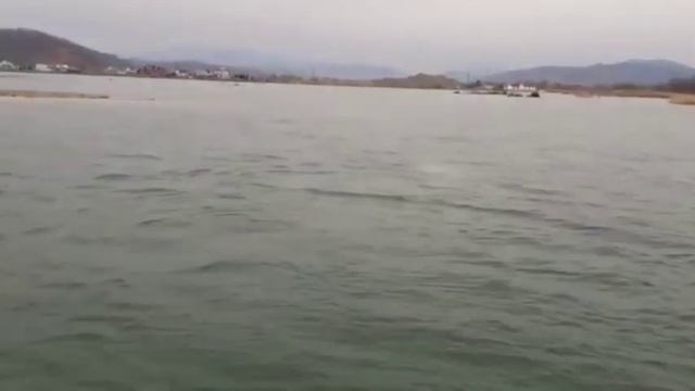 Белухи приплыли к пляжу в поселке Волчанец смотреть онлайн