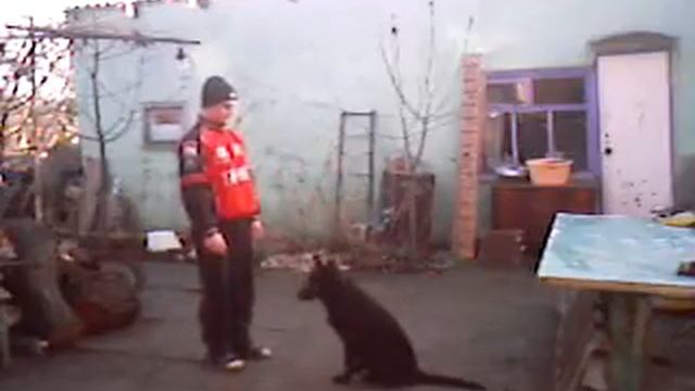 Черная немецкая овчарка (щенок 4,5 мес.) смотреть онлайн