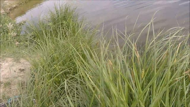 Ловля крупного карася. Поклевки карася на поплавок крупным планом. Ловля карася в метрах от берега смотреть онлайн