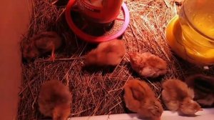 #Инкубация цыплят,цыплята порода #Кучинская Юбилейная