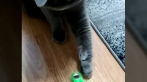 Мой любимый питомец- кот Ганс