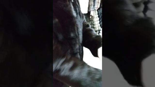 Автоледи 70см цвет махагон смотреть онлайн
