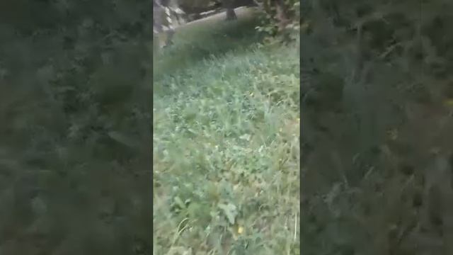 июнь  гуляю по парку