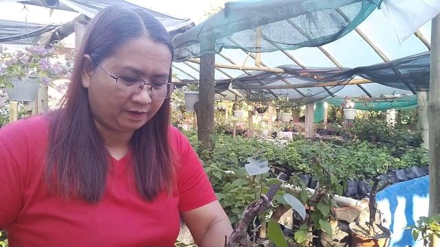 HOW TO TRIM SMALL SIZE BOUGAINVILLEA / CARING SMALL BOUGAINVILLEA ROOTSTOCKS смотреть онлайн
