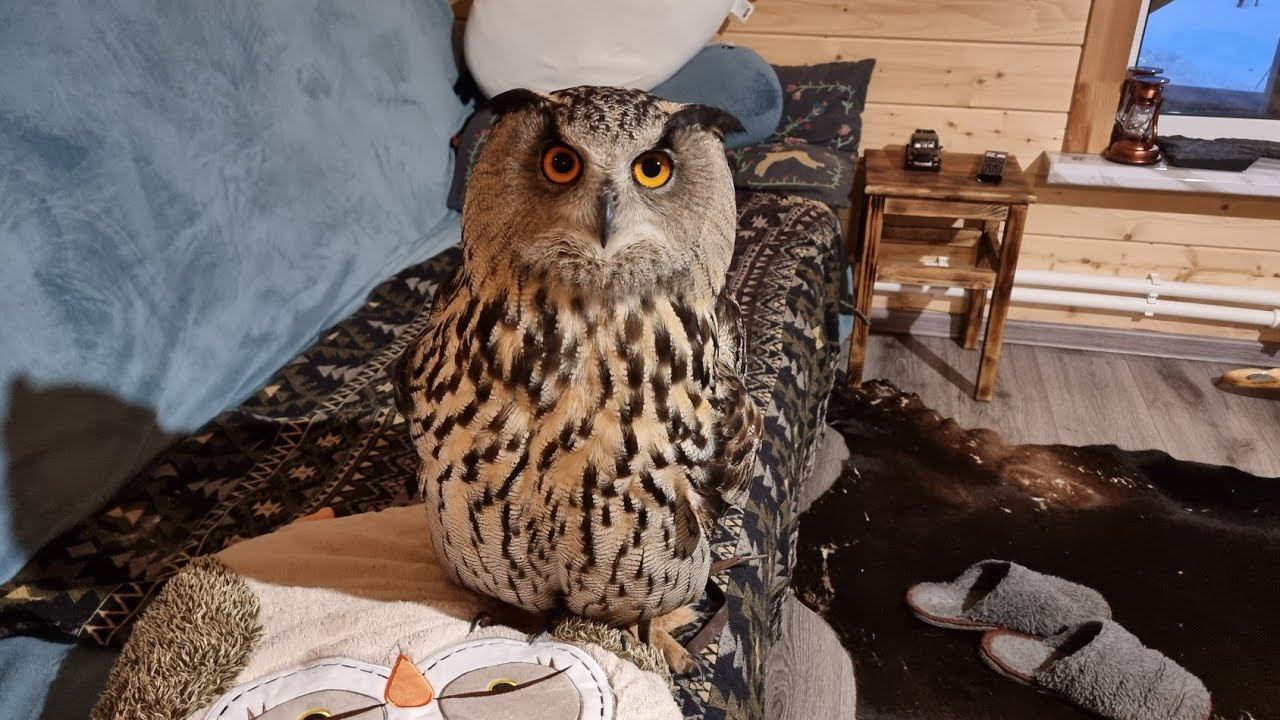 Yoll's добрый Stream из Совиного дола. Кормим весенних птиченек