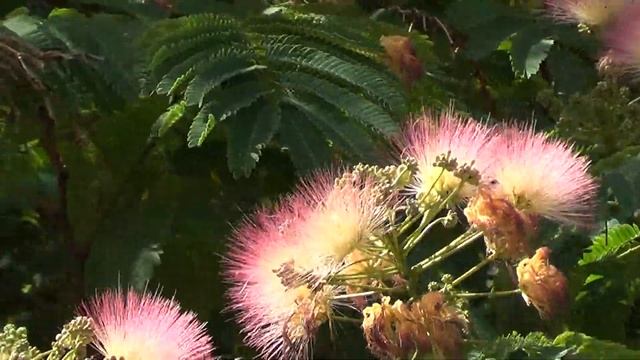 Цветущая акация смотреть онлайн