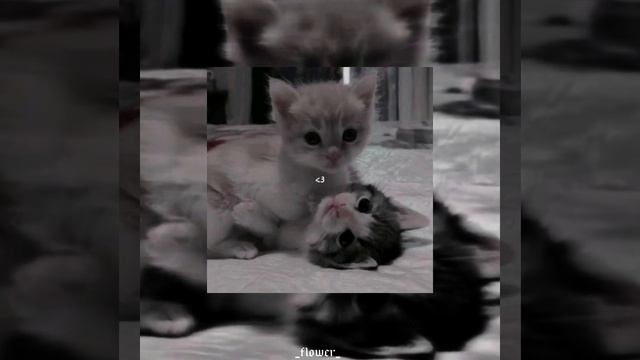 I’m So Lucky Lucky✨?(speed up) смотреть онлайн