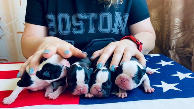 Еще слепые щенки Бостон терьера смотреть онлайн