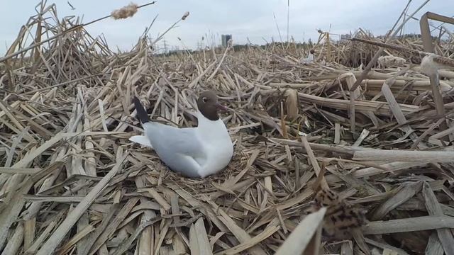 Озерная чайка 160515 1к   колония, гнездо с 2 яйцами и 1 птенцом YI 8 сидит улетает прилетает