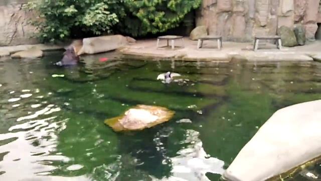 My GoPro Life. Walrus & northern fur seal / Морской котик и морж (Android) смотреть онлайн