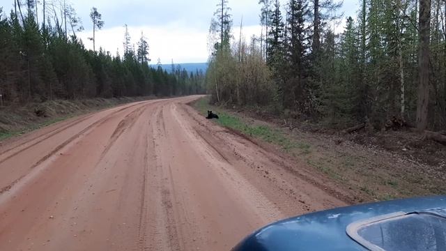 Медведь на обочине смотреть онлайн