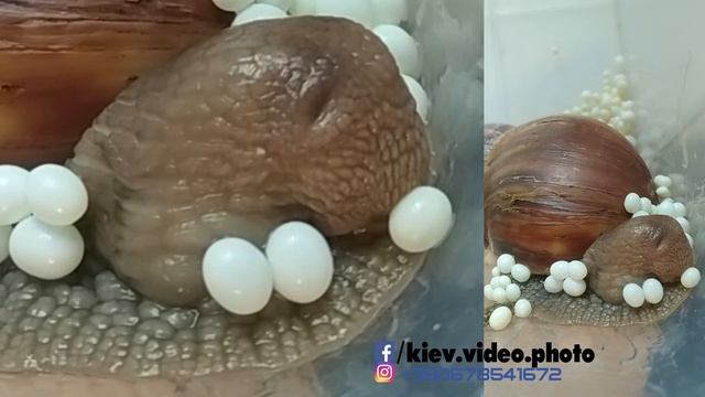 равлик ахатина смотреть онлайн