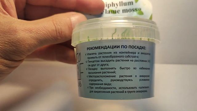 Живое аквариумное растение Мох Пламя меристемное