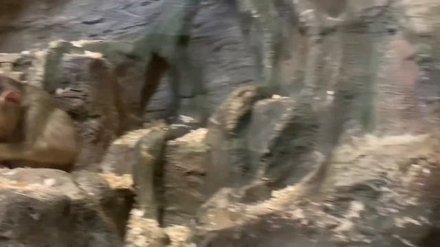 Экзотариум в ТЦ Рио на Дмитровском шоссе ЕДЕМ вместе с другом Ваней смотреть онлайн