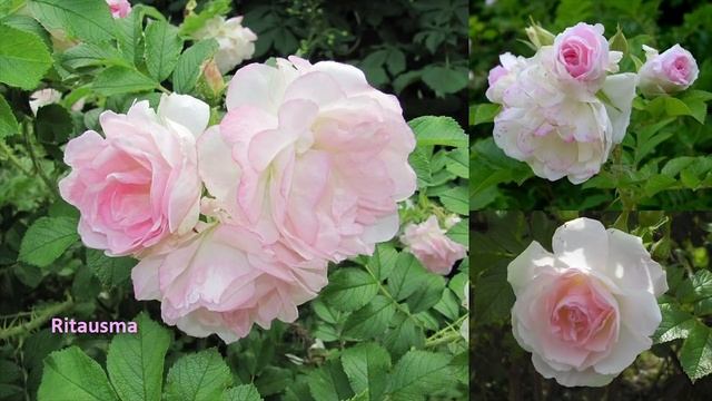 Розы, которые не надо укрывать | Парковые розы - 100% зимостойкость смотреть онлайн