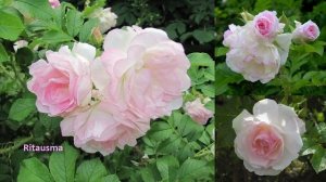 Розы, которые не надо укрывать | Парковые розы - 100% зимостойкость