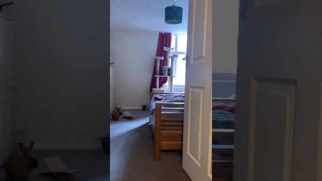 My pet bunny leaves room for first time! смотреть онлайн
