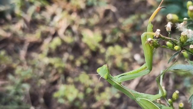 Богомол на цветке смотреть онлайн