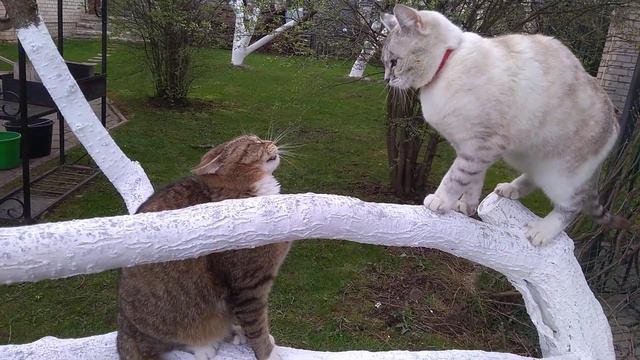 Кошки подрались смотреть онлайн