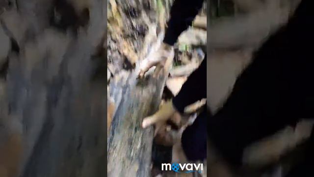 Ноев ковчек Как коменет дерево смотреть онлайн