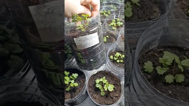 Растим землянику на подоконнике. Сорт "Али-баба" и "Руяна", посев ноябрь 2022 год. смотреть онлайн