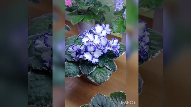 Лучшие сорта фиалок для новичков... смотреть онлайн