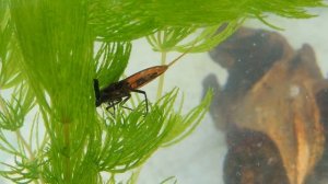 Скорпион в вашем бассейне! Как не получить укус водяного скорпиона | Water Scorpion.