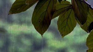 Звук дождя для сна  Белый шум  для сна 1 час