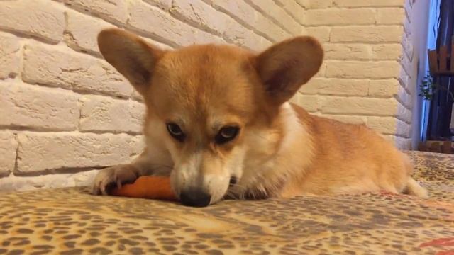 ВЕЛЬШ КОРГИ ПЕМБРОК - играемся - PEMBROKE WELSH CORGI смотреть онлайн
