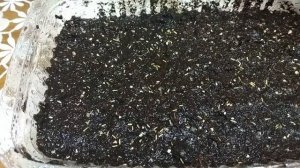 ЦИНЕРАРИЯ! ПОСЕВ НА РАССАДУ!CINERARIA! SOWING SEEDLINGS!
