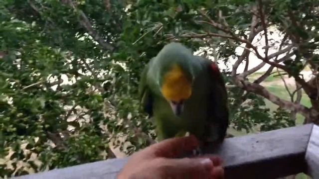 Попугай смотреть онлайн