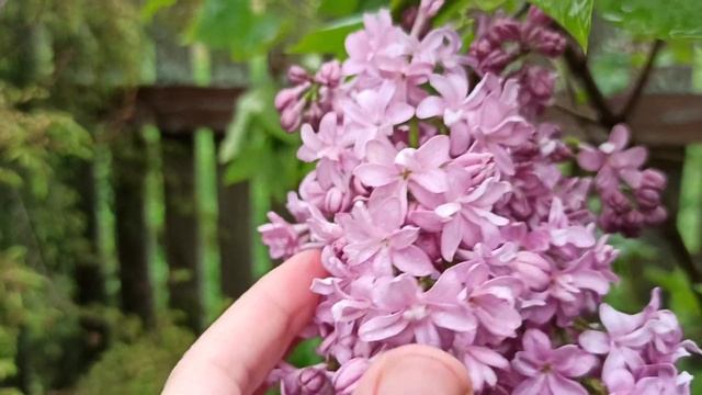 Моя красавица сирень! ???☔ смотреть онлайн